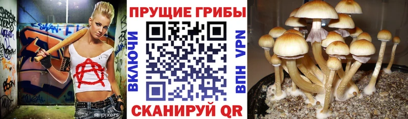 Псилоцибиновые грибы ЛСД Сертолово